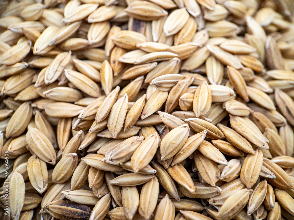 Paddy seed rice background, Close up vie Paddy seed rice background, Close up vie