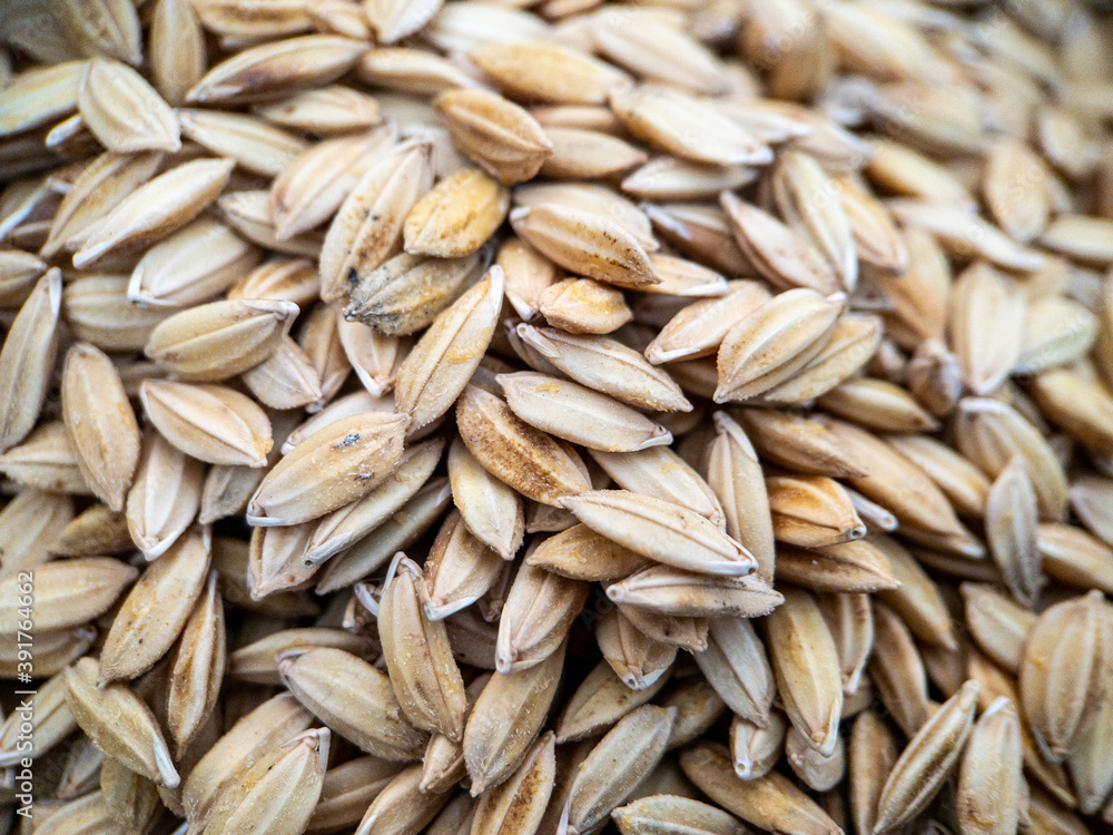 Paddy seed rice background, Close up vie Paddy seed rice background, Close up vie
