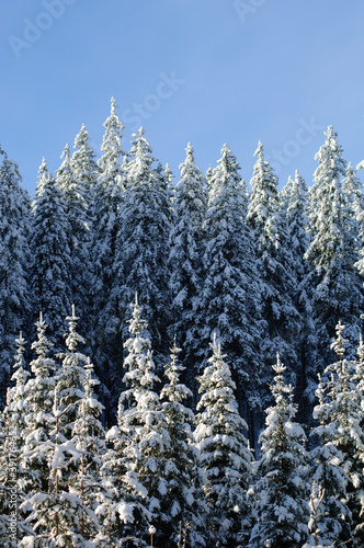 Winter forest background texture