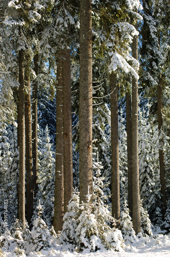 Winter forest background texture