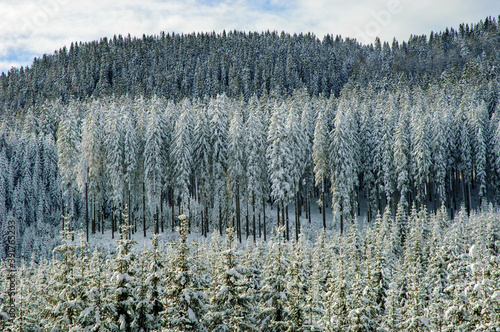 Winter forest background texture