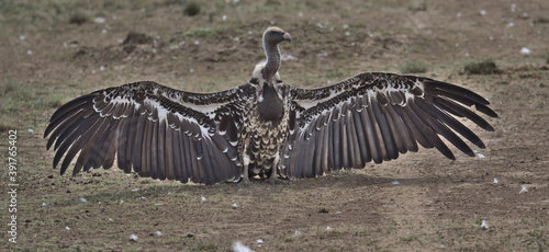 white-backed vulture standing on the ground in the masai mara spreading its wings to dry in the sun showing its wingspan and feathers