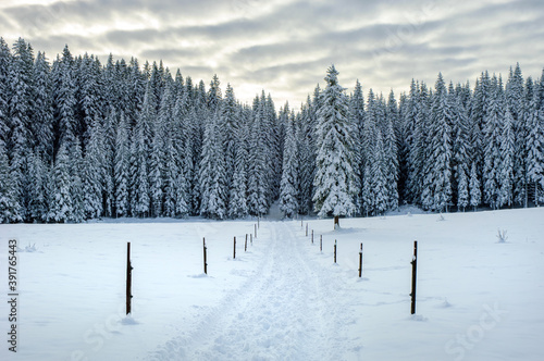 Snowy road and winter forest