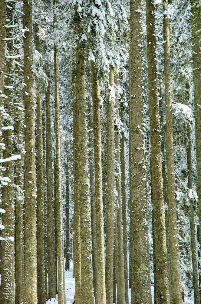 Winter forest background texture Winter forest background texture