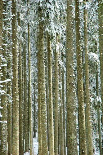 Winter forest background texture
