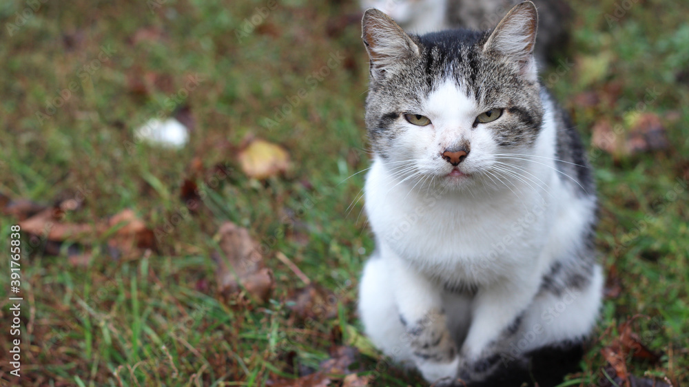 Big beautiful cat sits on the lawn in the park. Pets. Big beautiful cat sits on the lawn in the park. Pets.