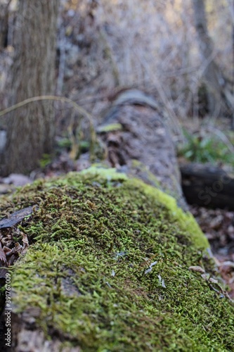 moss on the tree