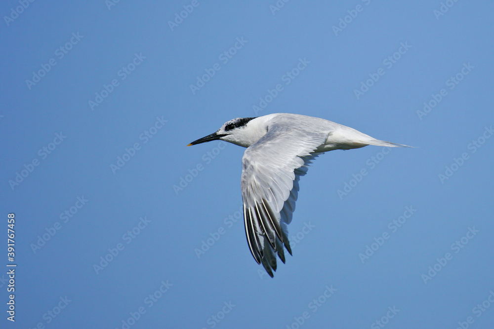 Sandwich Tern (Thalasseus sandvicensis) flying, Baltic Sea, Mecklenburg-Western Pomerania, Germany Sandwich Tern (Thalasseus sandvicensis) flying, Baltic Sea, Mecklenburg-Western Pomerania, Germany