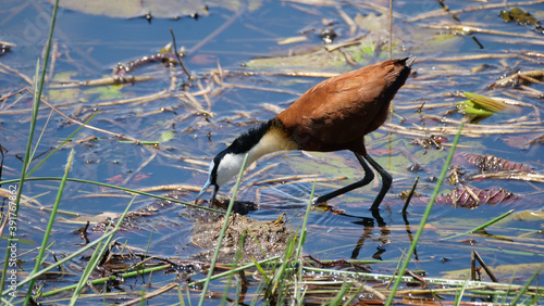 African jacana eats from a shallow lake photo