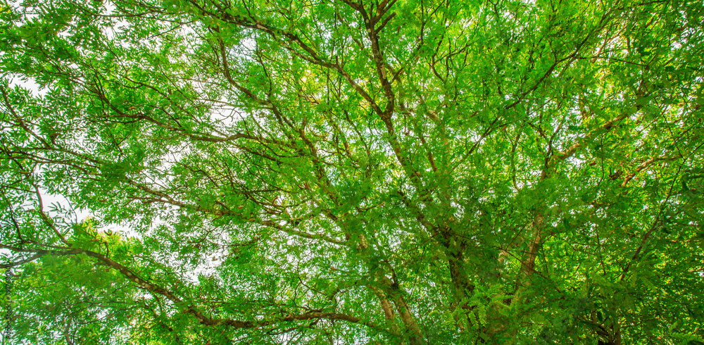 Beautiful forest tree. Nature green leaves background with daylight. Environment texture. Web banner Beautiful forest tree. Nature green leaves background with daylight. Environment texture. Web banner