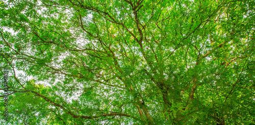 Beautiful forest tree. Nature green leaves background with daylight. Environment texture. Web banner