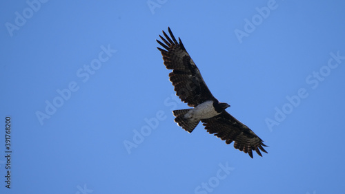 Martial Eagle flying around