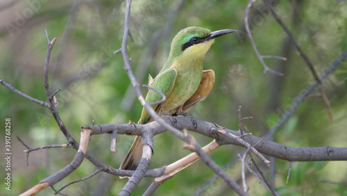 Swallow-tailed bee-eater on a tree branch photo