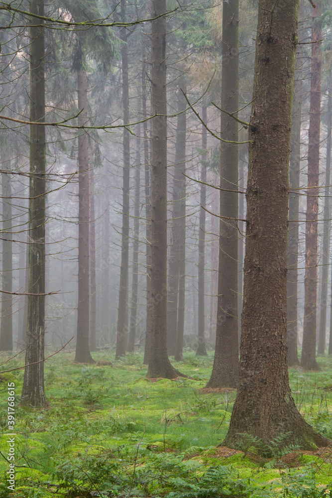 Tall pine trees in misty forest, moss on the ground
