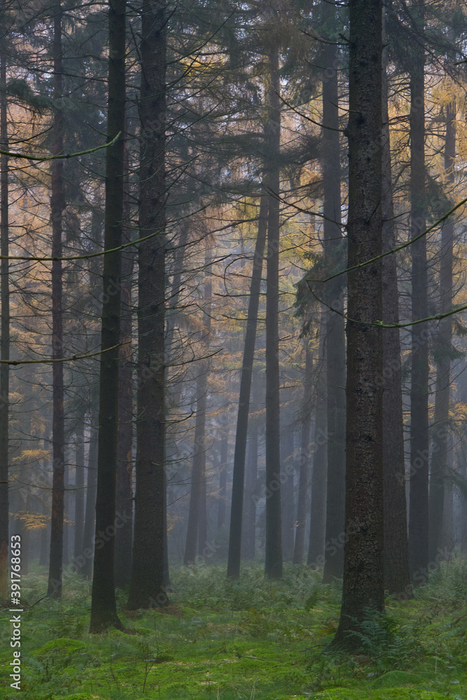 Obraz premium Tall pine trees in misty forest, moss on the ground, in the background Larches in autumn colors
