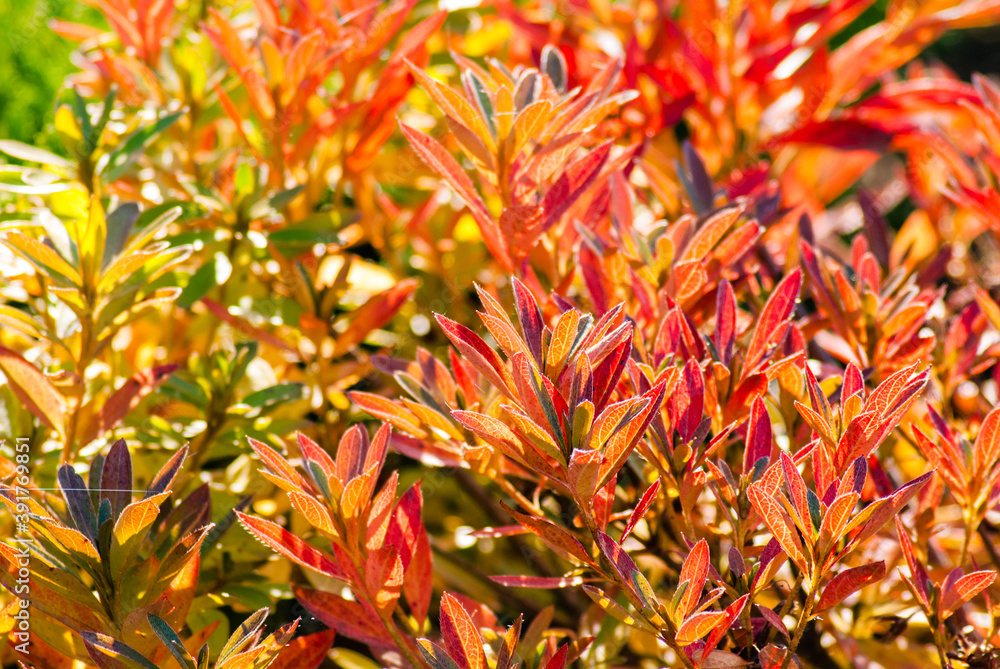 Autumn background. Bright multicolored bush leaves. Autumn background. Bright multicolored bush leaves.
