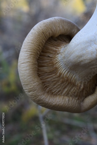 mushroom on a tree