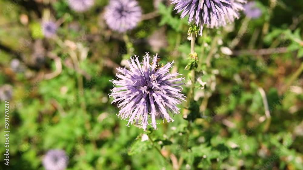 Bee playing on a purple flower Bee playing on a purple flower