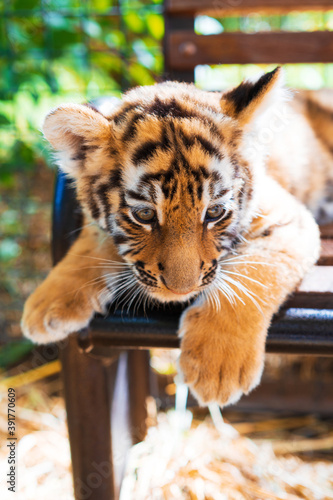 Fototapeta Naklejka Na Ścianę i Meble -  Cute little tiger cub close up. Concept of animal rights protection. 