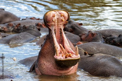 Yawning hippo with his mouth wide open in Serengeti National Park in Tanzania