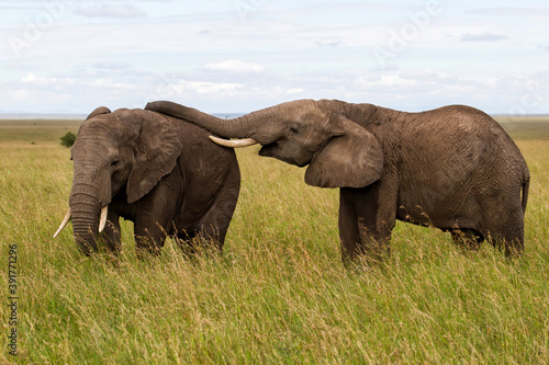 Elephants on the plains  with green grass in the rainy season  of the Serengeti National Park in Tanzania