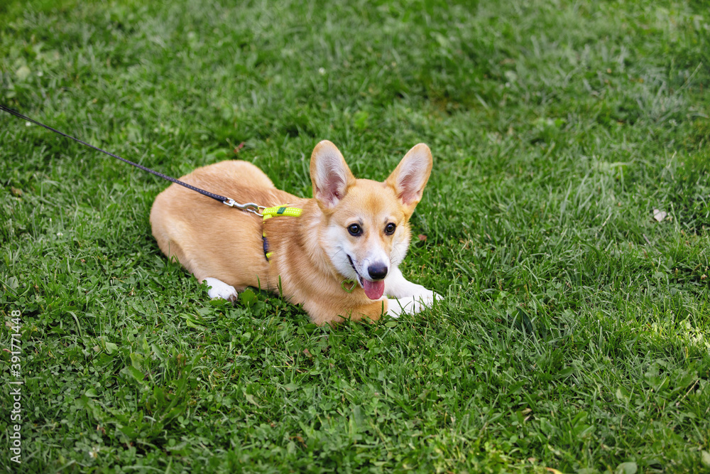Welsh Corgi Pembroke Welsh Corgi Pembroke