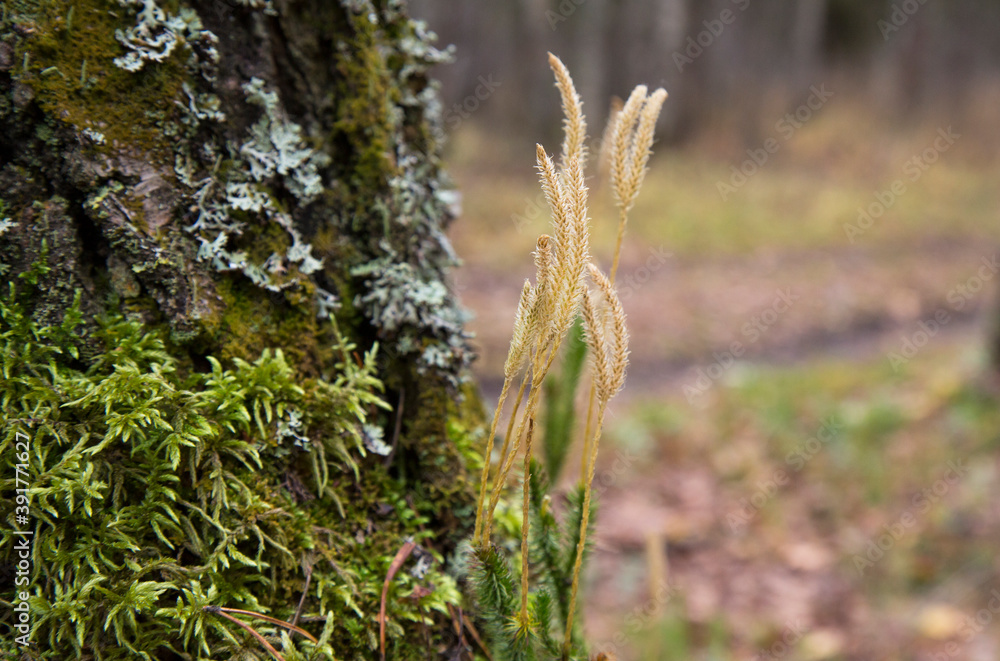 Fototapeta premium Dry spikelets of plants growing in the forest near a tree. Abstract dry grass flowers.