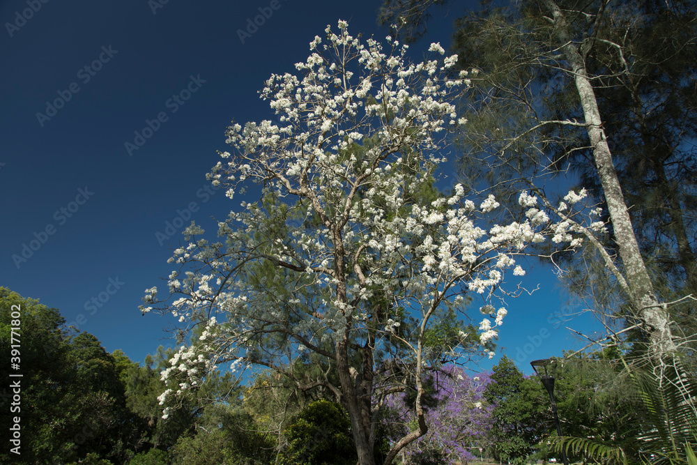 Rare White Jacaranda and purple jacaranda trees in the park. Grafton, Australia. There are some space for text. Rare White Jacaranda and purple jacaranda trees in the park. Grafton, Australia. There are some space for text.