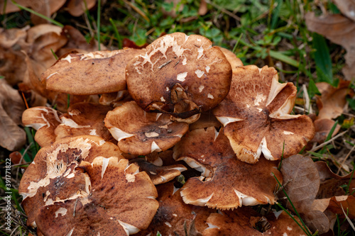 Cluster of mushrooms