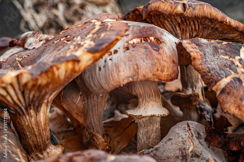 Mushroom cluster