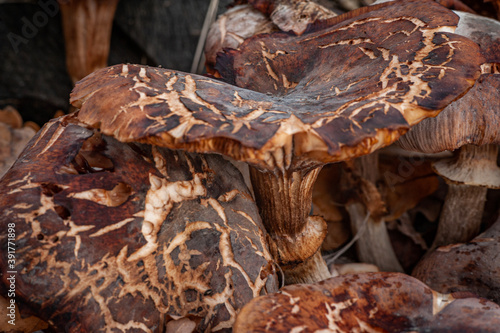mushrooms in the forest
