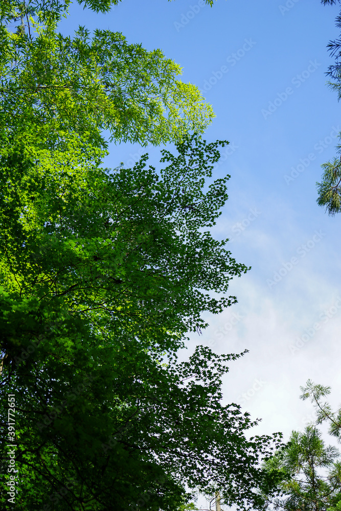 Obraz premium 日本楓と竹の新緑