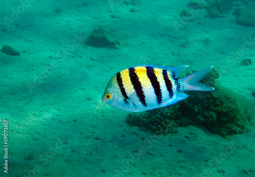 Sergeant major, fish belongs to the Family Pomacentridae, scientific name is Abudefduf saxatilis, it inhabits shallow waters of the Red Sea, Middle East