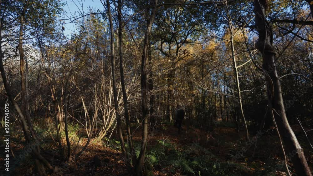 A man walking through a colourful autumnal forest scene A man walking through a colourful autumnal forest scene