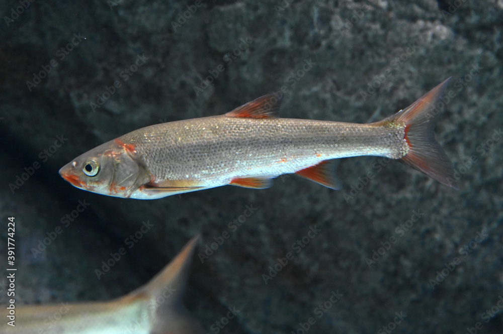 Fototapeta premium 水中を泳ぐウグイの姿