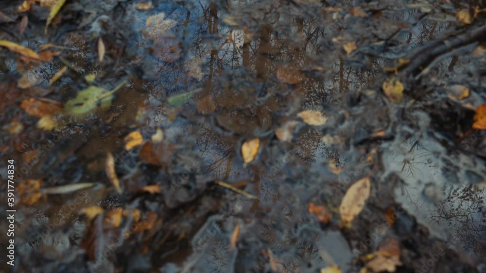 Autumn tree reflections on a puddle of water with leaves Autumn tree reflections on a puddle of water with leaves
