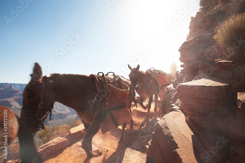 View of a few horses passing by in grand canyon environment