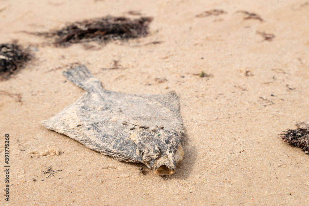 Dead flatfish on the sand at the sea shore. Water pollution, environmental disaster. Dead fish by the coast line. Dead flatfish on the sand at the sea shore. Water pollution, environmental disaster. Dead fish by the coast line.
