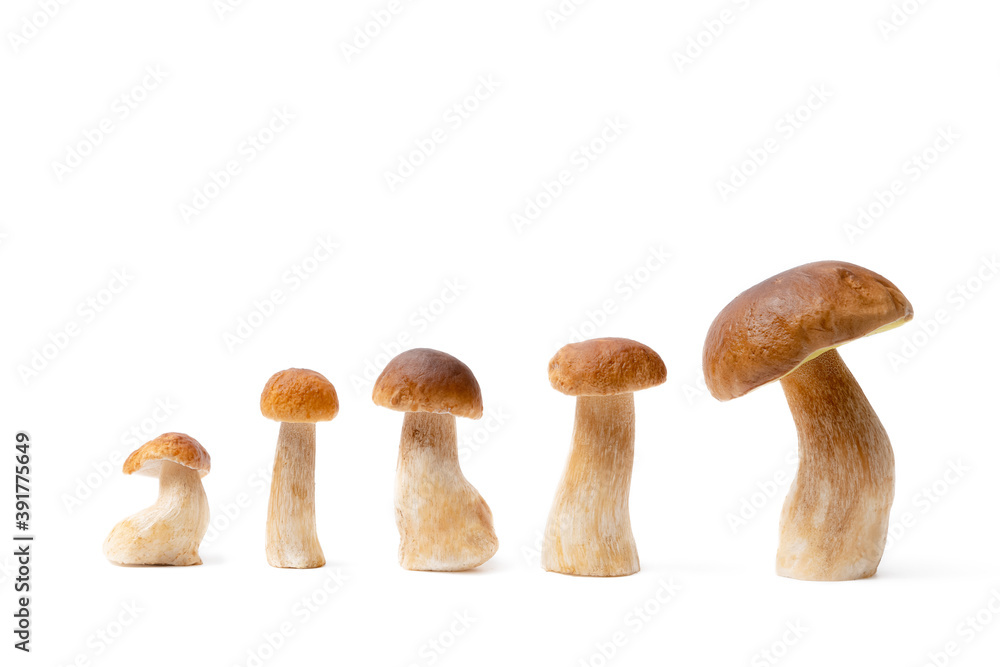 Group of brown cap Boletus Edulis isolated on white background. Edible mushrooms in the kitchen. Nobody Group of brown cap Boletus Edulis isolated on white background. Edible mushrooms in the kitchen. Nobody