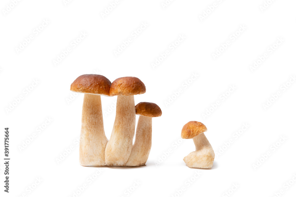 Group of brown cap Boletus Edulis isolated on white background. Edible mushrooms in the kitchen. Nobody Group of brown cap Boletus Edulis isolated on white background. Edible mushrooms in the kitchen. Nobody