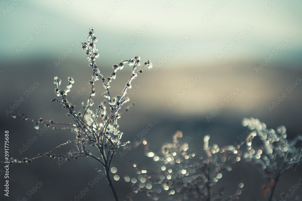 Frosted plants in the autumn forest at sunrise. Macro image, shallow depth of field. Vintage filter. Blurred nature background - obrazy, fototapety, plakaty 