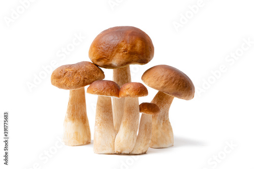 Group of brown cap Boletus Edulis isolated on white background. Edible mushrooms in the kitchen. Nobody