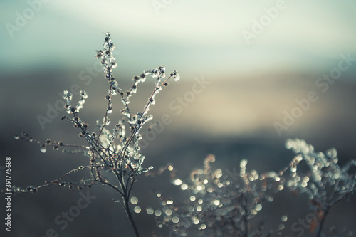 Frosted plants in the autumn forest at sunrise. Macro image, shallow depth of field. Vintage filter. Blurred nature background