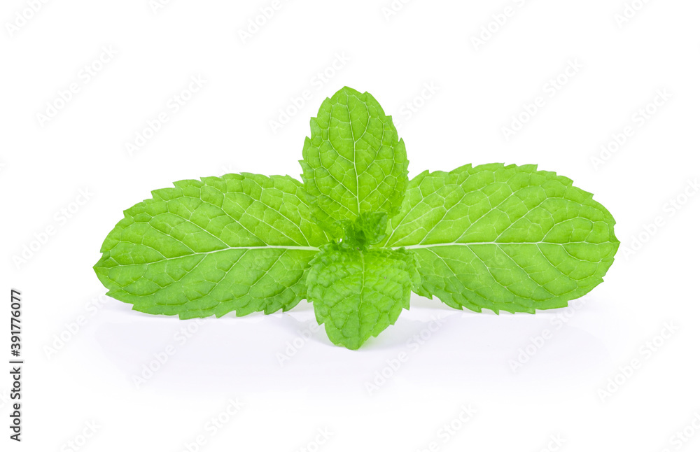 mint leaves on white background mint leaves on white background