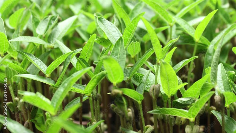 Plant Growing in Timelapse, Sprouts Germination Green Bean, Spring and Summer Agriculture Plant Growing in Timelapse, Sprouts Germination Green Bean, Spring and Summer Agriculture