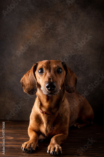 red-haired dachshund dog lying on the wooden floor