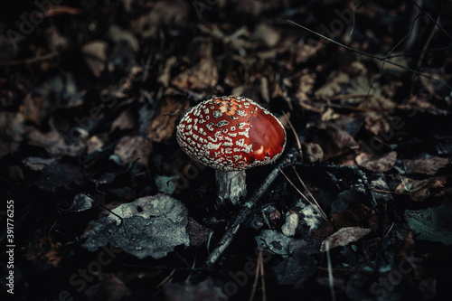 Amanita muscaria poisoned mushroom among dry leaves in atumn