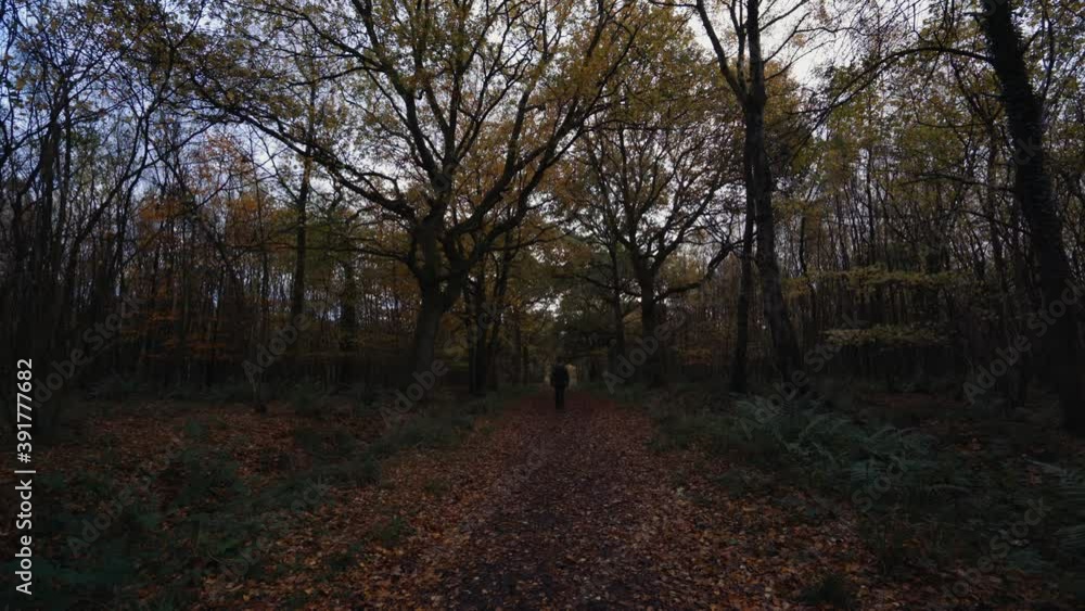 Silhouette of a man walking along a dark autumn forest path Silhouette of a man walking along a dark autumn forest path