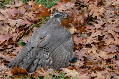 Adult of Northern Goshawk (Accipiter gentilis) with a prey in an forest covered with colorful leaves. Autumn day in a deep forest in the Netherlands. 