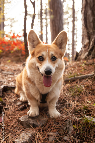 One Pembroke Welsh Corgi looks at the camera from the mountain while hiking in the mountains forest.